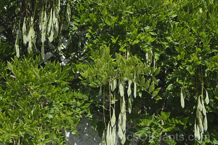 The near-mature seedpods of Chinese Wisteria (<i>Wisteria sinensis</i>), a spring-flowering, twining vine native to China