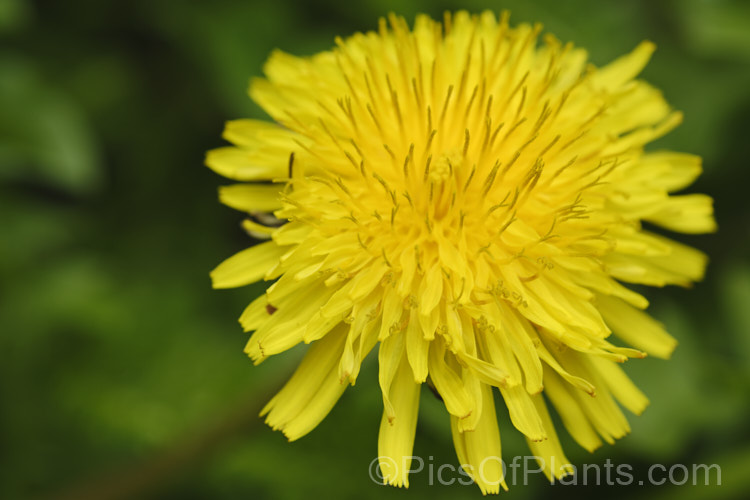 Dandelion (<i>Taraxacum campylodes [syns. Taraxacum officinale, Taraxacum vulgare</i>), a common weed of lawns and pastures, originally native to the Northern Hemisphere but now widespread. It is commonly used by herbalists and in salads
