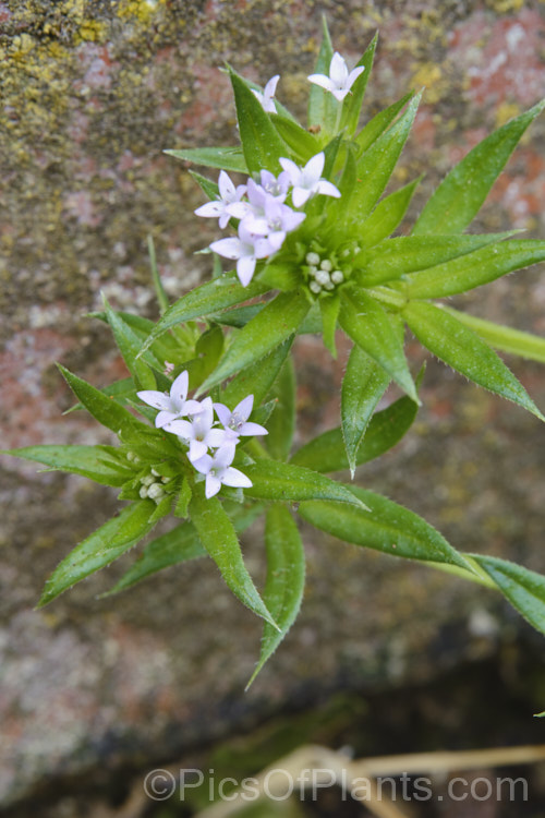 Field Madder or Blue Madder (<i>Sherardia arvensis</i>), a low, spreading, spring- to early-summer-flowering annual originally from Eurasia but now with a very widespread distribution. Its pale blue flowers are minute and the whole plant is quite easily overlooked due to its small size and habit of growing through other vegetation