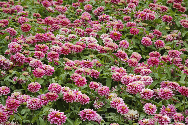 Zinnia. Profusion 'Cherry Bicolor' (Zinnia elegans 'Profusion' series), these large-flowered, single to semi-double, dwarf plants are typical of modern bedding zinnias, with a stocky habit, good rain-resistance and vibrant flower colours. Order: Asterales, Family: Asteraceae