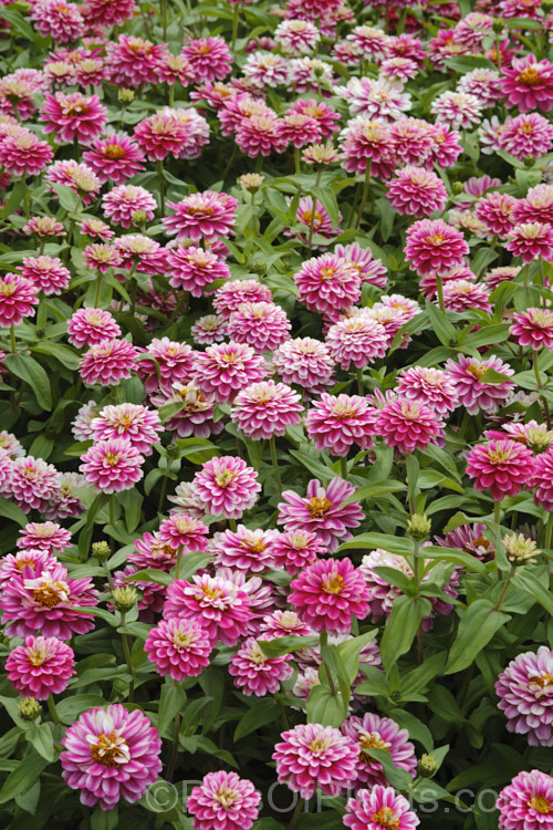 Zinnia. Profusion 'Cherry Bicolor' (Zinnia elegans 'Profusion' series), these large-flowered, single to semi-double, dwarf plants are typical of modern bedding zinnias, with a stocky habit, good rain-resistance and vibrant flower colours. Order: Asterales, Family: Asteraceae