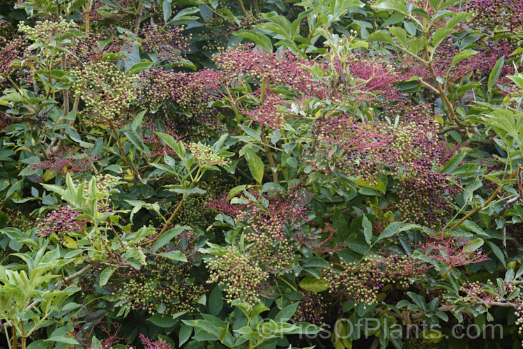 Developing fruit of the Elderberry (<i>Sambucus nigra</i>) in late summer. This Eurasian deciduous shrub often naturalises in a suitable climate and can become a weed. Its flowers and fruit can be used for winemaking. Order: Dipsacales, Family: Adoxaceae