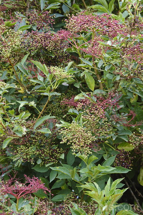 Developing fruit of the Elderberry (<i>Sambucus nigra</i>) in late summer. This Eurasian deciduous shrub often naturalises in a suitable climate and can become a weed. Its flowers and fruit can be used for winemaking. Order: Dipsacales, Family: Adoxaceae