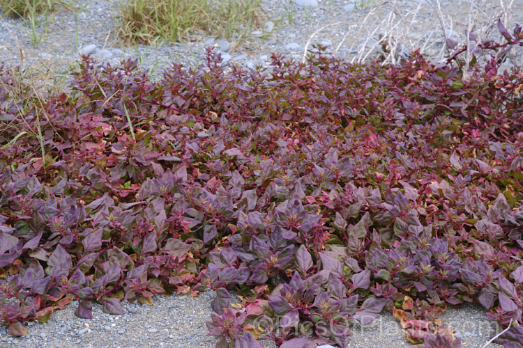 Bower Spinach (<i>Tetragonia implexicoma</i>), a spreading trailing plant found in coastal areas around New Zealand and nearby islands, including the Chathams. It also occurs in southeastern Australia and on Lord. HoweIsland It has red stems, succulent bright green leaves, and small yellow flowers that are followed by red fruits
