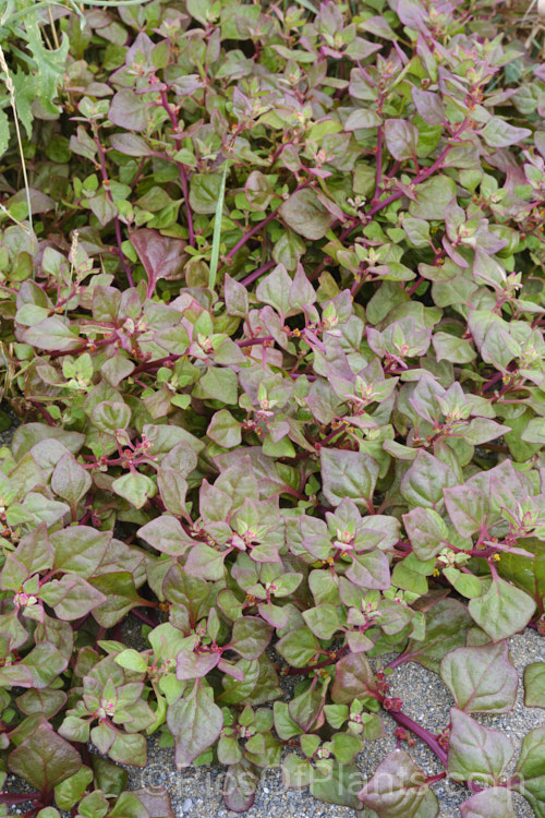 Bower Spinach (<i>Tetragonia implexicoma</i>), a spreading trailing plant found in coastal areas around New Zealand and nearby islands, including the Chathams. It also occurs in southeastern Australia and on Lord. HoweIsland It has red stems, succulent bright green leaves, and small yellow flowers that are followed by red fruits