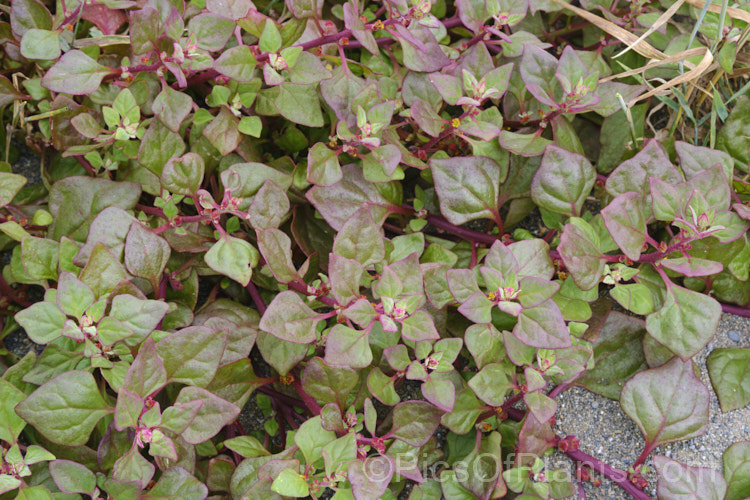 Bower Spinach (<i>Tetragonia implexicoma</i>), a spreading trailing plant found in coastal areas around New Zealand and nearby islands, including the Chathams. It also occurs in southeastern Australia and on Lord. HoweIsland It has red stems, succulent bright green leaves, and small yellow flowers that are followed by red fruits