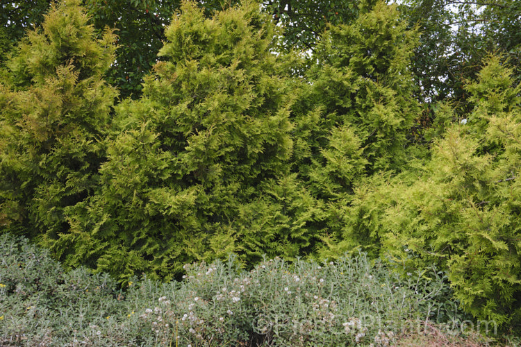 Thuja occidentalis 'Rheingold', a compact golden-foliaged cultivar of an eastern North American coniferous tree 'Rheingold' remains neat and compact for many years but ultimately grows to around 3m tall. The summer foliage is yellow green and deepens to gold in winter