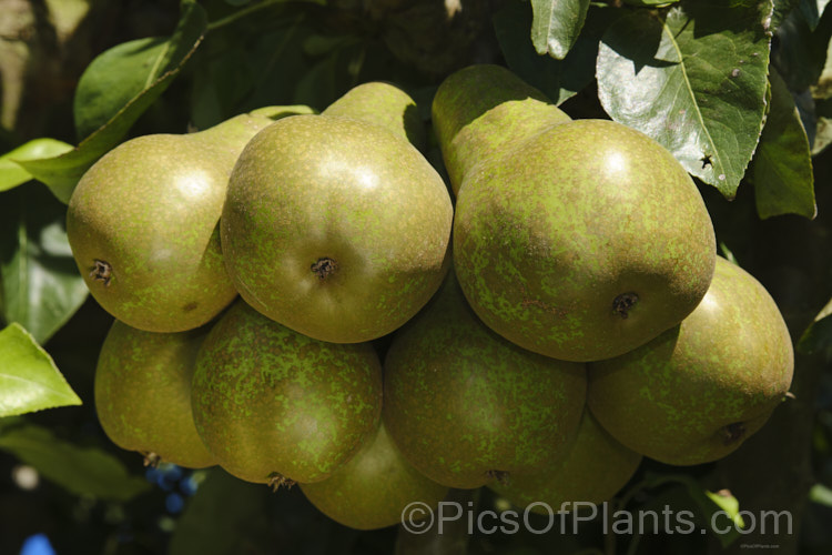 Pyrus communis 'Conference', a bell-shaped, fairly narrow-necked pear that originated in 1885 in Britain, where it is the most popular pear. It is largely self-fertile, keeps well and has an excellent flavour. Order: Rosales, Family: Rosaceae