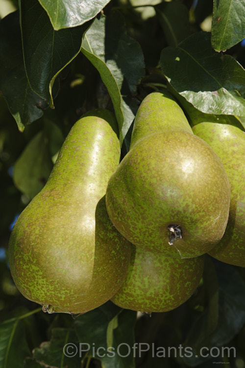 Pyrus communis 'Conference', a bell-shaped, fairly narrow-necked pear that originated in 1885 in Britain, where it is the most popular pear. It is largely self-fertile, keeps well and has an excellent flavour. Order: Rosales, Family: Rosaceae