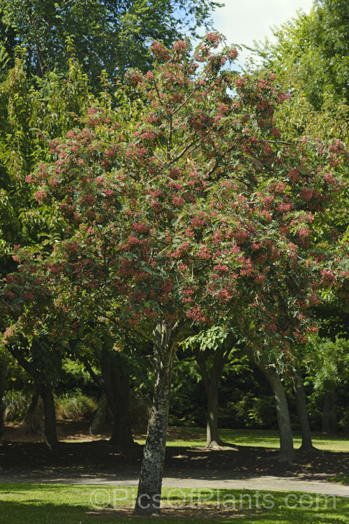 Hupeh. Rowan or Hubei. Rowan (<i>Sorbus hupehensis</i>), this rowan or mountain ash from central and western China is a small deciduous tree that grows to around 10m tall. The berries, initially creamy white, become pink-blushed as they ripen