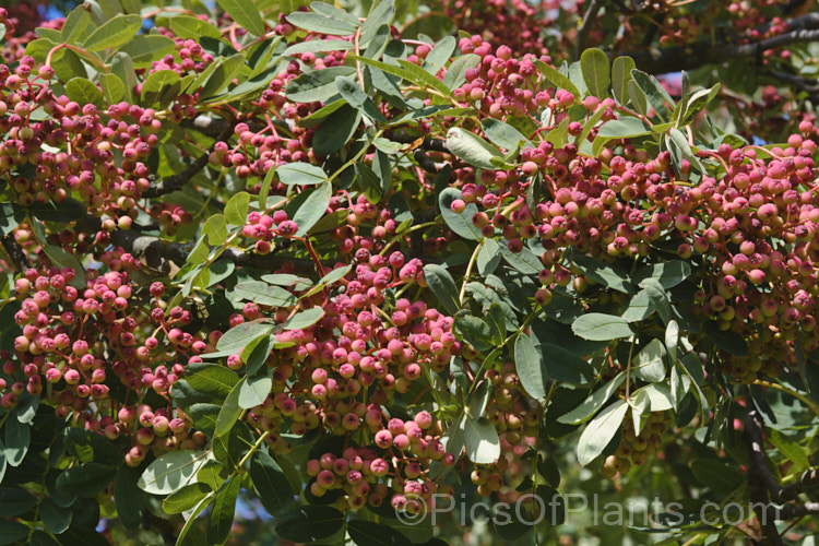 Hupeh. Rowan or Hubei. Rowan (<i>Sorbus hupehensis</i>), this rowan or mountain ash from central and western China is a small deciduous tree that grows to around 10m tall. The berries, initially creamy white, become pink-blushed as they ripen