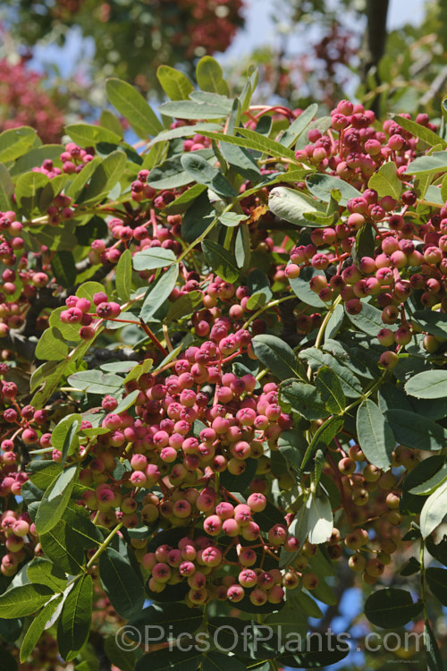 Hupeh. Rowan or Hubei. Rowan (<i>Sorbus hupehensis</i>), this rowan or mountain ash from central and western China is a small deciduous tree that grows to around 10m tall. The berries, initially creamy white, become pink-blushed as they ripen