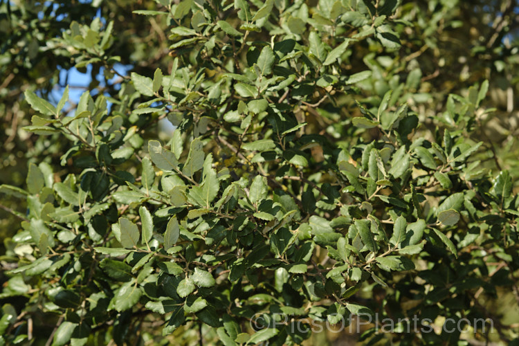 Coastal Live Oak (<i>Quercus agrifolia</i>), an evergreen tree native to California west of the Sierra Nevada, from Mendocino to Baja. California. It can grow to as much as 30m tall and live for over 1000 years