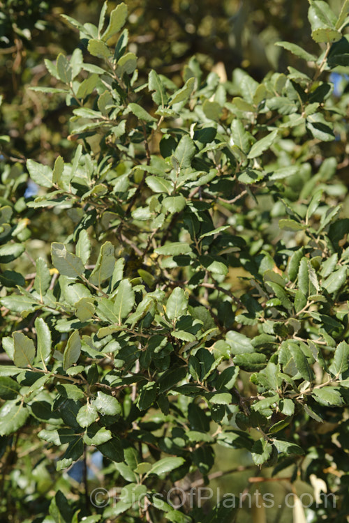 Coastal Live Oak (<i>Quercus agrifolia</i>), an evergreen tree native to California west of the Sierra Nevada, from Mendocino to Baja. California. It can grow to as much as 30m tall and live for over 1000 years