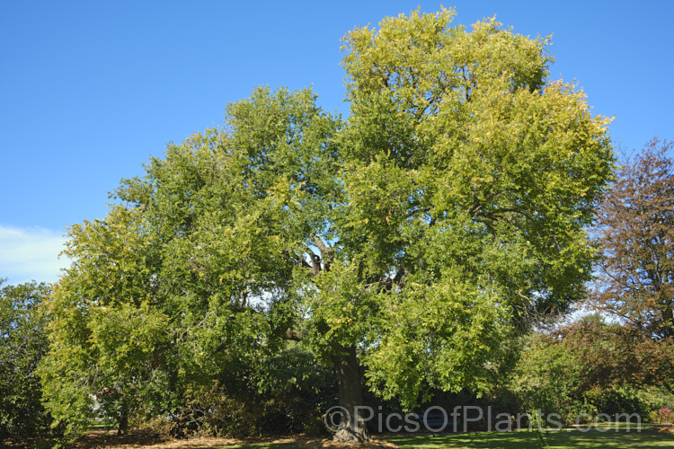 Ulmus pumila 'Pinnato-ramosa' (syn. Ulmus pumila var. arborea</i>), a densely branched, spreading cultivar of the Chinese Elm. It has small, lanceolate, toothed leaves and grows to around 12m tall