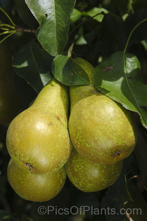The ripe fruit of Pyrus communis 'Conference', a bell-shaped, fairly narrow-necked pear that originated in 1885 in Britain, where it is the most popular pear. It is largely self-fertile, keeps well and has an excellent flavour. Order: Rosales, Family: Rosaceae