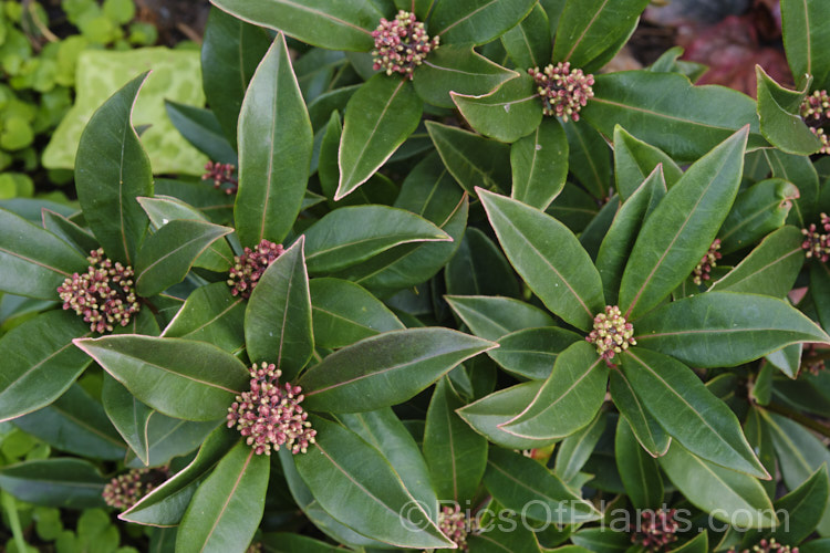 Skimmia japonica subsp. reevesiana (syn. Skimmia reevesiana</i>), a self-fertile hermaphrodite subspecies of an evergreen shrub from China and Japan. Although reevesiana does not produce much pollen, it usually has a reliable crop of bright red berries