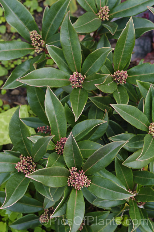 Skimmia japonica subsp. reevesiana (syn. Skimmia reevesiana</i>), a self-fertile hermaphrodite subspecies of an evergreen shrub from China and Japan. Although reevesiana does not produce much pollen, it usually has a reliable crop of bright red berries