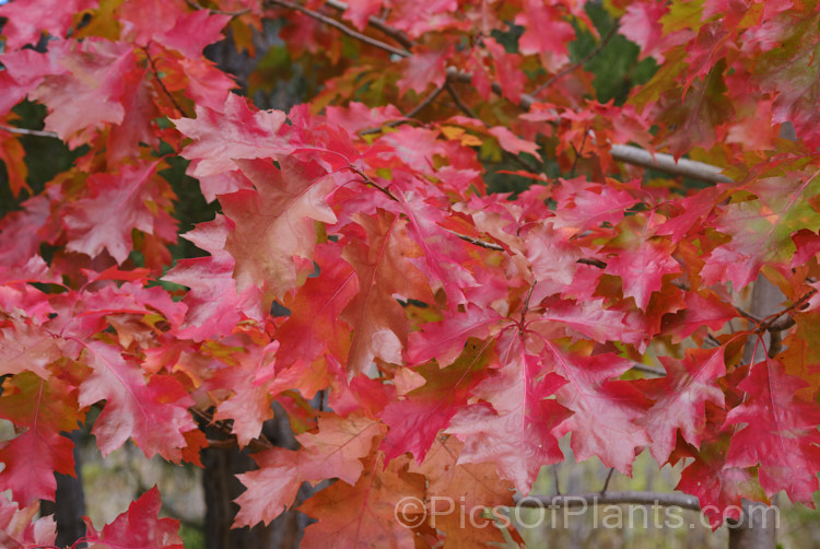 The autumn foliage of the Red Oak or Northern Red Oak (<i>Quercus rubra</i>), a 30-40m tall deciduous tree native to eastern North America. The leaves are up to 20cm long and will often turn deep red in autumn