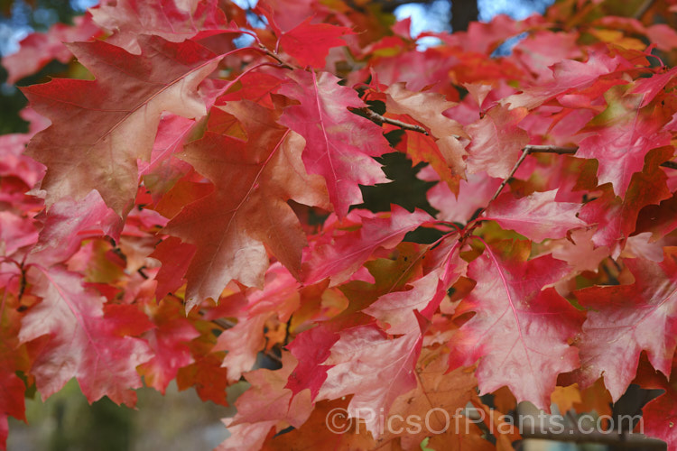 The autumn foliage of the Red Oak or Northern Red Oak (<i>Quercus rubra</i>), a 30-40m tall deciduous tree native to eastern North America. The leaves are up to 20cm long and will often turn deep red in autumn