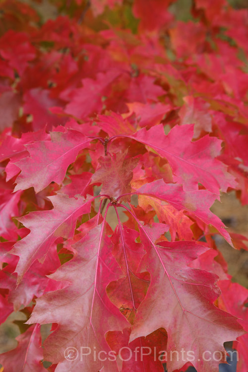The autumn foliage of the Red Oak or Northern Red Oak (<i>Quercus rubra</i>), a 30-40m tall deciduous tree native to eastern North America. The leaves are up to 20cm long and will often turn deep red in autumn