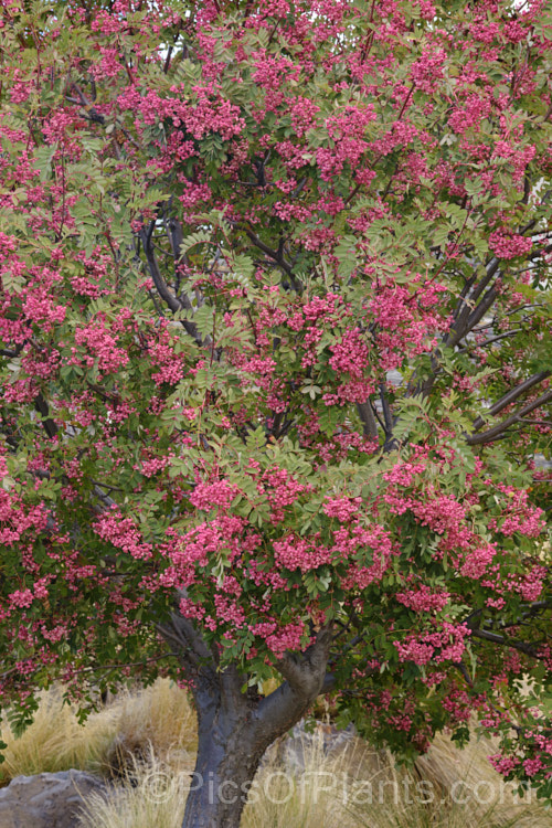 Hupeh. Rowan or Hubei. Rowan (<i>Sorbus hupehensis</i>), this rowan or mountain ash from central and western China is a small deciduous tree that grows to around 10m tall. The berries, initially creamy white, become pink-blushed as they ripen