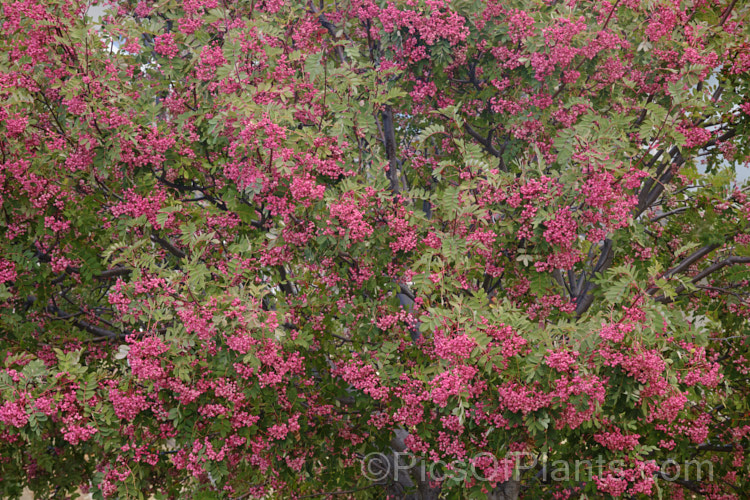 Hupeh. Rowan or Hubei. Rowan (<i>Sorbus hupehensis</i>), this rowan or mountain ash from central and western China is a small deciduous tree that grows to around 10m tall. The berries, initially creamy white, become pink-blushed as they ripen