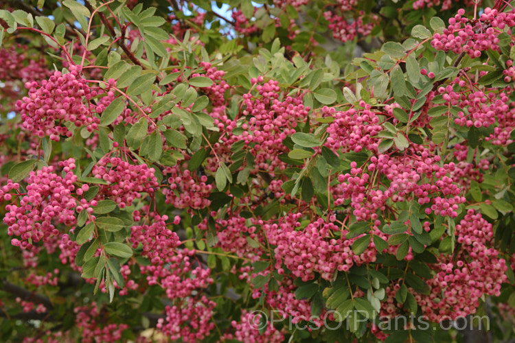 Hupeh. Rowan or Hubei. Rowan (<i>Sorbus hupehensis</i>), this rowan or mountain ash from central and western China is a small deciduous tree that grows to around 10m tall. The berries, initially creamy white, become pink-blushed as they ripen