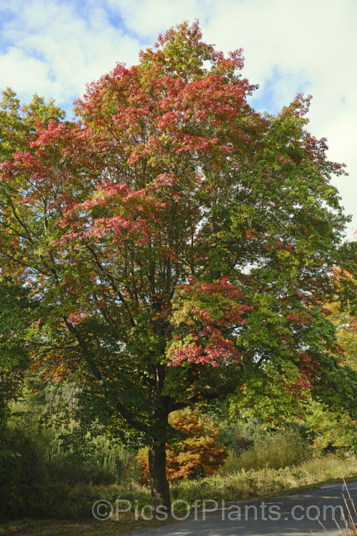 Scarlet Oak (<i>Quercus coccinea</i>) with developing autumn colour. This a 30m tree, native to the eastern United States and southern Canada, is famed for its vivid red autumn foliage. It can be distinguished from the similar. Pin Oak (<i>Quercus palustris</i>), by the smooth underside of its foliage (no hairs in the fork of the veins</i>) and usually broader basal foliage lobes
