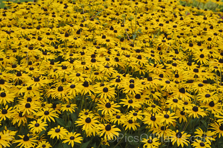Black-eyed. Susan, Orange Coneflower or Perennial. Coneflower (<i>Rudbeckia fulgida</i>), a 1m tall, summer- to autumn-flowering prairie daisy from the eastern United States. Although naturally a perennial, it is often treated as a bedding annual grown for late season colour
