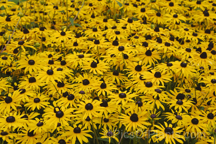 Black-eyed. Susan, Orange Coneflower or Perennial. Coneflower (<i>Rudbeckia fulgida</i>), a 1m tall, summer- to autumn-flowering prairie daisy from the eastern United States. Although naturally a perennial, it is often treated as a bedding annual grown for late season colour