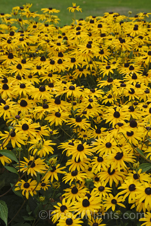Black-eyed. Susan, Orange Coneflower or Perennial. Coneflower (<i>Rudbeckia fulgida</i>), a 1m tall, summer- to autumn-flowering prairie daisy from the eastern United States. Although naturally a perennial, it is often treated as a bedding annual grown for late season colour