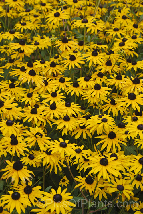 Black-eyed. Susan, Orange Coneflower or Perennial. Coneflower (<i>Rudbeckia fulgida</i>), a 1m tall, summer- to autumn-flowering prairie daisy from the eastern United States. Although naturally a perennial, it is often treated as a bedding annual grown for late season colour