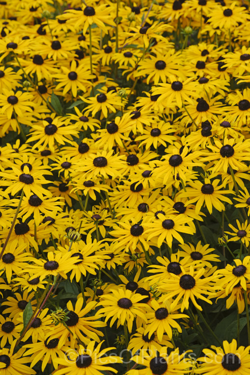 Black-eyed. Susan, Orange Coneflower or Perennial. Coneflower (<i>Rudbeckia fulgida</i>), a 1m tall, summer- to autumn-flowering prairie daisy from the eastern United States. Although naturally a perennial, it is often treated as a bedding annual grown for late season colour