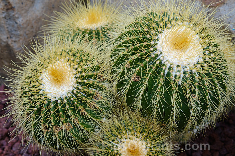 Rebutia minuscula, a small barrel cactus native to northern Argentina and Bolivia. It forms large clumps and produces deep pink to pale orange-red flowers