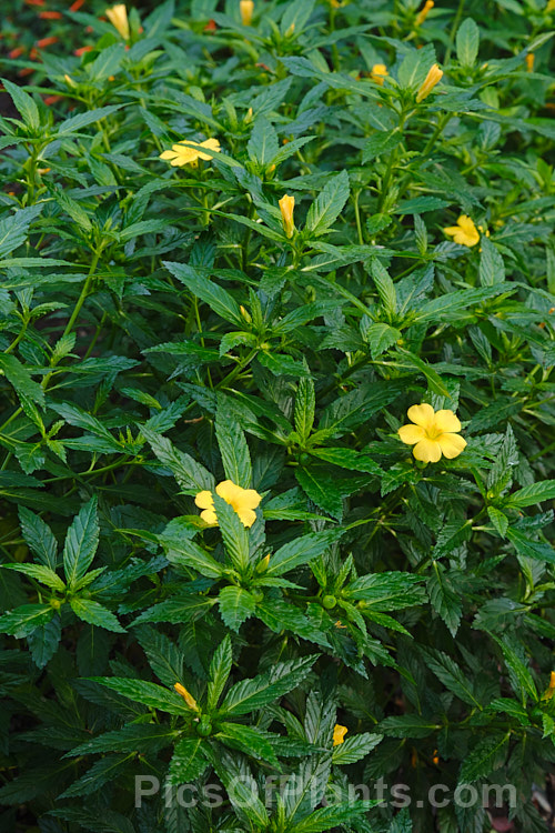 Ramgoat. Dashalong or Yellow Alder (<i>Turnera ulmifolia</i>), an evergreen, 1m tall shrub native to Mexico and the West Indies. Its lush, deep green foliage and bright yellow flowers make it a popular garden plant for warm areas