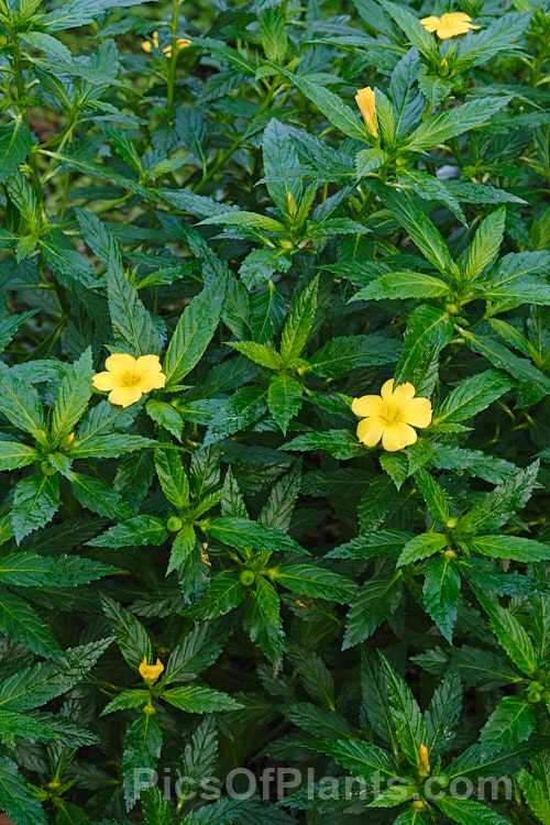 Ramgoat. Dashalong or Yellow Alder (<i>Turnera ulmifolia</i>), an evergreen, 1m tall shrub native to Mexico and the West Indies. Its lush, deep green foliage and bright yellow flowers make it a popular garden plant for warm areas