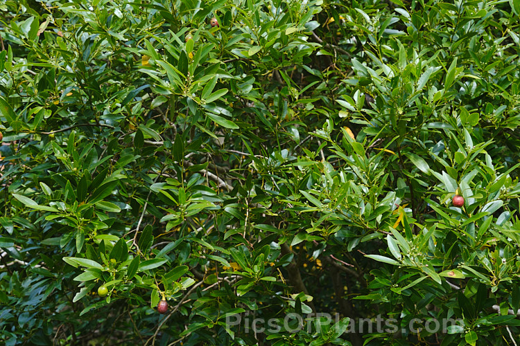 California. Laurel or Oregon. Laurel (<i>Umbellularia californica</i>), a broad-crowned evergreen tree to 30m tall, with a heavy trunk. Its dark green foliage is aromatic and its small yellow flowers are followed by olive-like fruits about the size of a small plum. It is found in western California and southwestern Oregon
