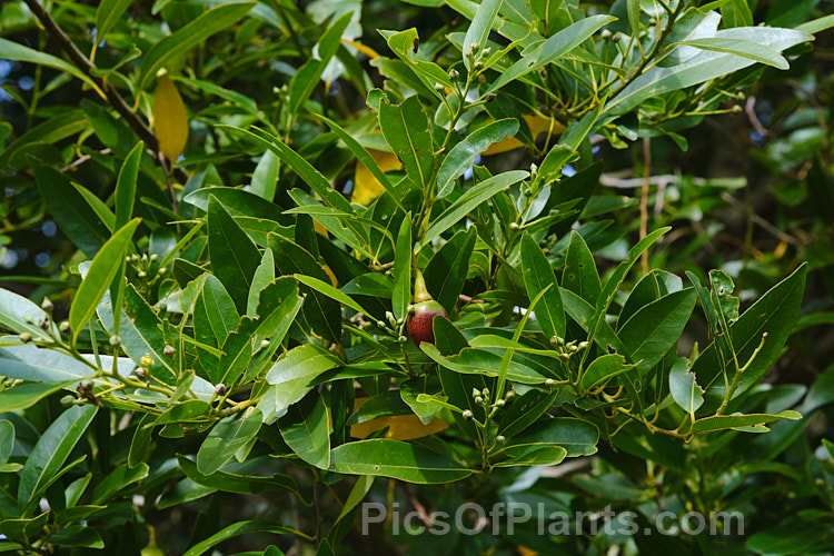 California. Laurel or Oregon. Laurel (<i>Umbellularia californica</i>), a broad-crowned evergreen tree to 30m tall, with a heavy trunk. Its dark green foliage is aromatic and its small yellow flowers are followed by olive-like fruits about the size of a small plum. It is found in western California and southwestern Oregon