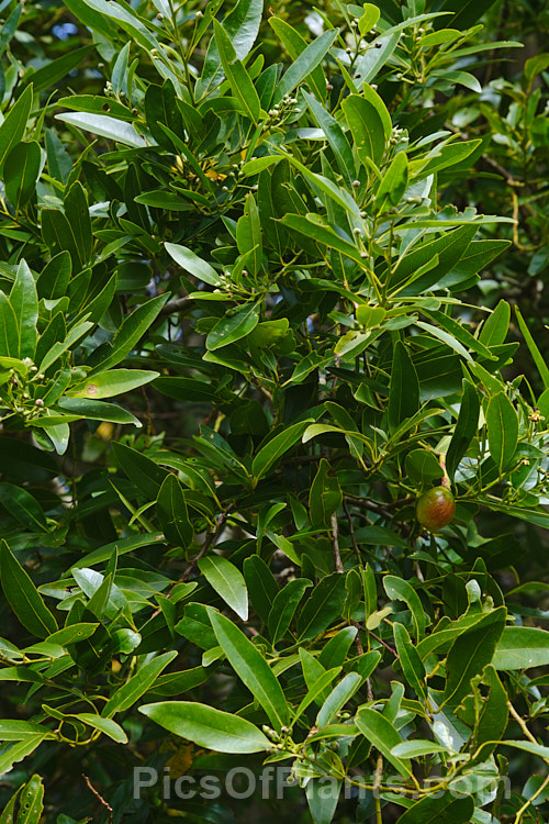 California. Laurel or Oregon. Laurel (<i>Umbellularia californica</i>), a broad-crowned evergreen tree to 30m tall, with a heavy trunk. Its dark green foliage is aromatic and its small yellow flowers are followed by olive-like fruits about the size of a small plum. It is found in western California and southwestern Oregon