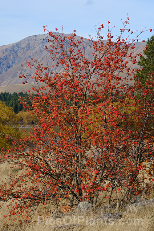 Rowan or Mountain Ash (<i>Sorbus aucuparia</i>), a small Eurasian deciduous tree. The clusters of orange-red berries follow spring-borne heads of tiny white to cream flowers. The fruit matures early and is ripe by mid- to late summer, usually lasting well into autumn, as shown here