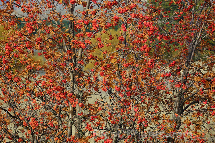 Rowan or Mountain Ash (<i>Sorbus aucuparia</i>), a small Eurasian deciduous tree. The clusters of orange-red berries follow spring-borne heads of tiny white to cream flowers. The fruit matures early and is ripe by mid- to late summer, usually lasting well into autumn, as shown here