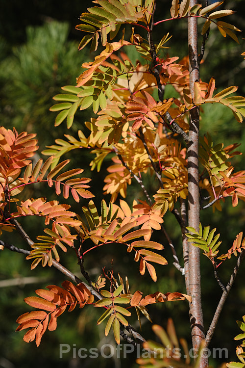 Autumn foliage of Rowan or Mountain Ash (<i>Sorbus aucuparia</i>), a small Eurasian deciduous tree. The clusters of orange-red berries follow spring-borne heads of tiny white to cream flowers. The fruit matures early and is ripe by mid- to late summer