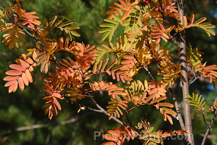 Autumn foliage of Rowan or Mountain Ash (<i>Sorbus aucuparia</i>), a small Eurasian deciduous tree. The clusters of orange-red berries follow spring-borne heads of tiny white to cream flowers. The fruit matures early and is ripe by mid- to late summer