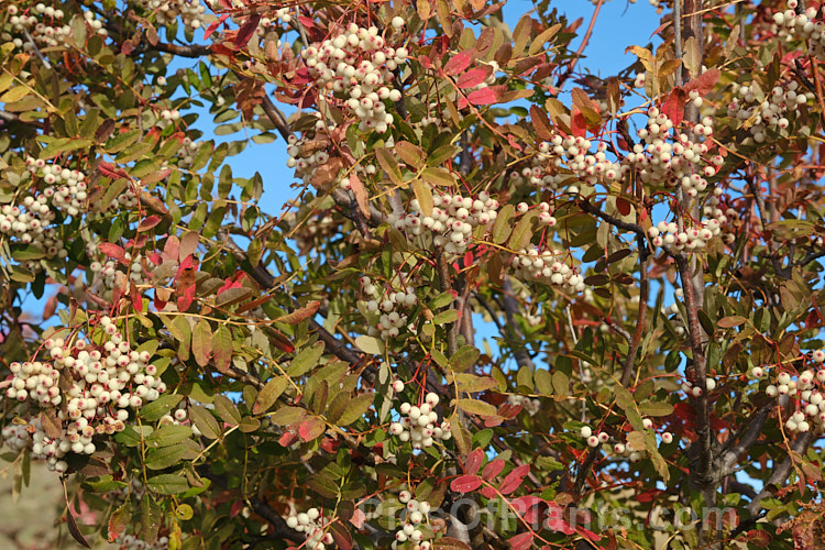 Kashmir Rowan (<i>Sorbus cashmiriana [syn. Sorbus cashmeriana]), a Himalayan rowan or mountain ash with very pale ink flowerheads in spring and large (up to 18mm diameter</i>) white berries that in some forms have a pink tint. It grows to around 8m tall and is often short-lived. The fruit usually persists into winter, after the foliage has fallen. The leaves often develop red tints in autumn, but the colour is seldom spectacular