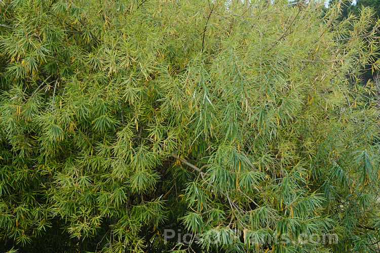 Osier or Basket Willow (<i>Salix viminalis</i>), a 6-9m tall, deciduous shrub or small tree found naturally from southern England to the Himalayas. It is often coppiced to produce very pliable young stems that are used for basketry and wicker work. Osier will grow in poor soils and is a good accumulator of soil toxins, making it a first choice for phytoremediation of contaminated soils