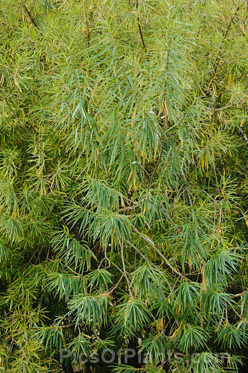 Osier or Basket Willow (<i>Salix viminalis</i>), a 6-9m tall, deciduous shrub or small tree found naturally from southern England to the Himalayas. It is often coppiced to produce very pliable young stems that are used for basketry and wicker work. Osier will grow in poor soils and is a good accumulator of soil toxins, making it a first choice for phytoremediation of contaminated soils