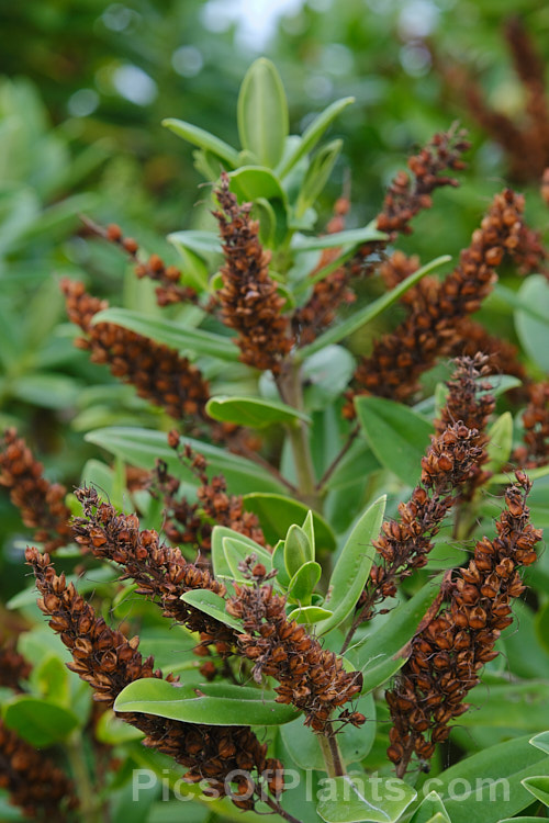 The mature seed capsules of the Shore Hebe or Kokomuku (<i>Veronica elliptica [syn. Hebe elliptica]), an evergreen shrub found in New Zealand, southern South America, including Tierra del. Fuego, and in the FalklandIslands. Its flowers are quite large for a shrubby veronica and open from late spring. The plant is very variable in the wild, ranging a from a near-prostrate groundcover to a small tree