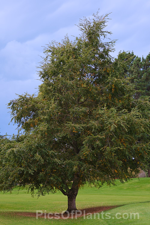 Chinese Elm or Lacebark (<i>Ulmus parvifolia</i>), a small-leafed elm from China, Korea and Japan. It is semi-evergreen, has attractive flaking bark and grows to around 25m high. Tiny autumn-borne flowers are followed by conspicuous green samara that brown as they ripen