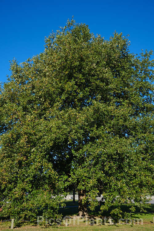 Algerian Oak or Mirbeck's Oak (<i>Quercus canariensis</i>), a deciduous tree that can grow to 40m tall, with thick, deeply fissured bark. Despite the specific epithet, this species come not from the Canaries but. North Africa and the Iberian. Peninsula. It does not lose its foliage until the first hard frosts, develops little or no autumn colour and in mild areas it may be semi-evergreen